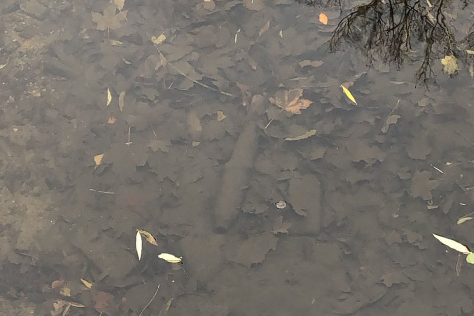 Auf den ersten Blick sah dieser Gegenstand im Wasser der Schwentine nach einer Bombe aus.