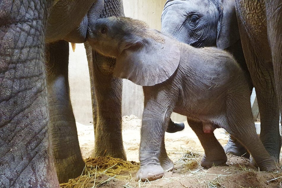 Elefantenhaus im Zoo Halle dicht: Der Grund ist zuckersüß