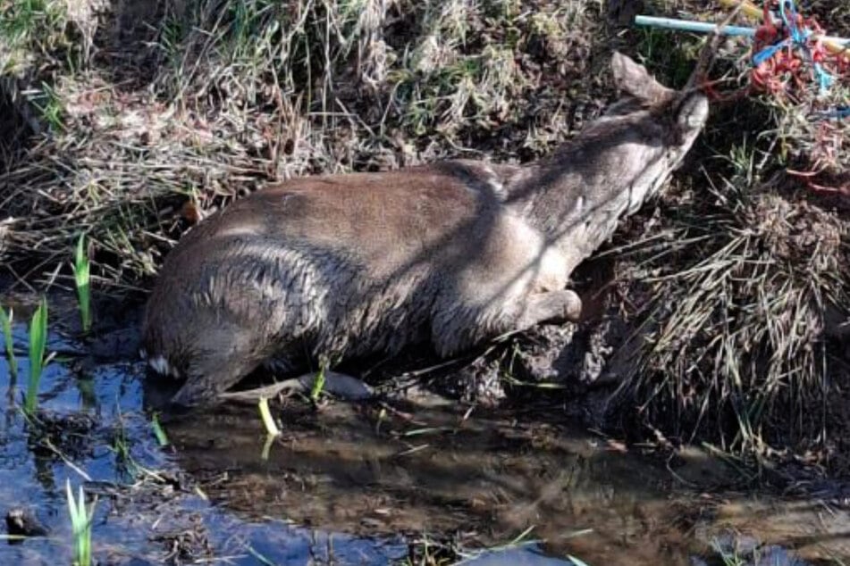 Der junge Rehbock hatte sich mit dem Geweih in einem Elektrozaun verheddert.