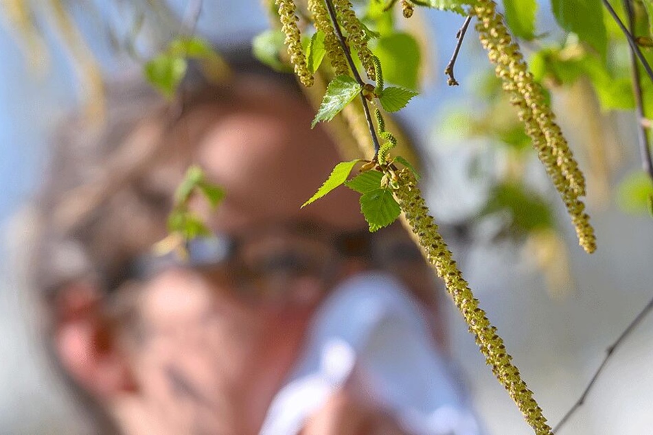 Massenhaft Birkenpollen machen Allergikern zu schaffen.