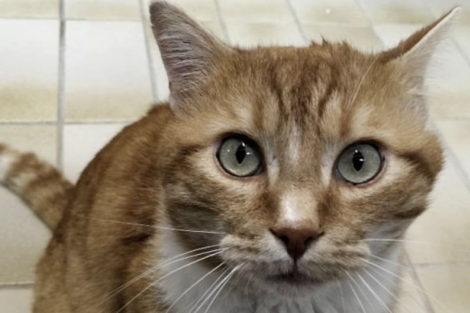 Für Menschen und Hunde ist Katzen-Aids nicht ansteckend.