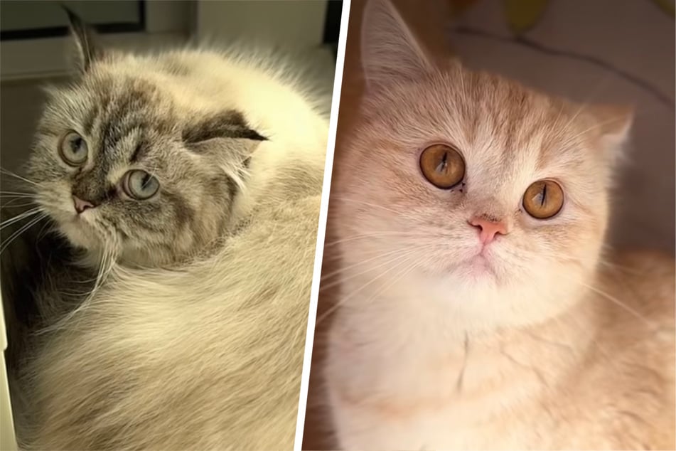 Die Katzen Zoya (l.) und Zahra (r.) sind beide am 26. Mai 2024 geboren.