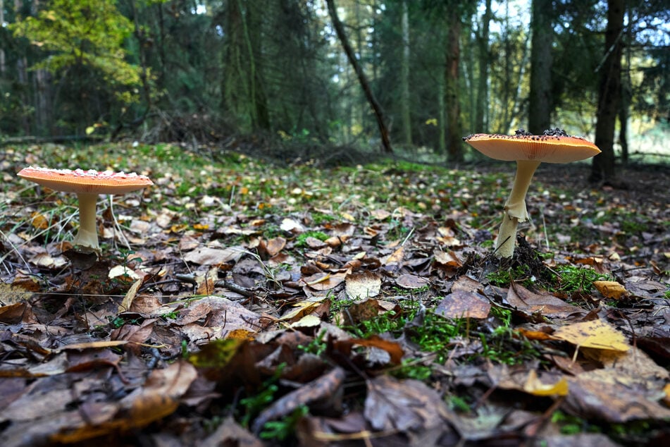 Gleich elf Personen hatten sich dazu entschieden, die im Wald gefundene Wildpilze zu essen. Ein Fehler, wie sich später herausstellen sollte. (Symbolbild)