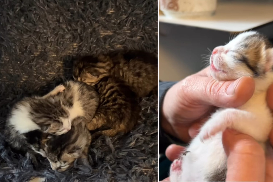 Die Katzen-Babys waren nicht älter als zwei Tage, als sie im Tierheim landeten.