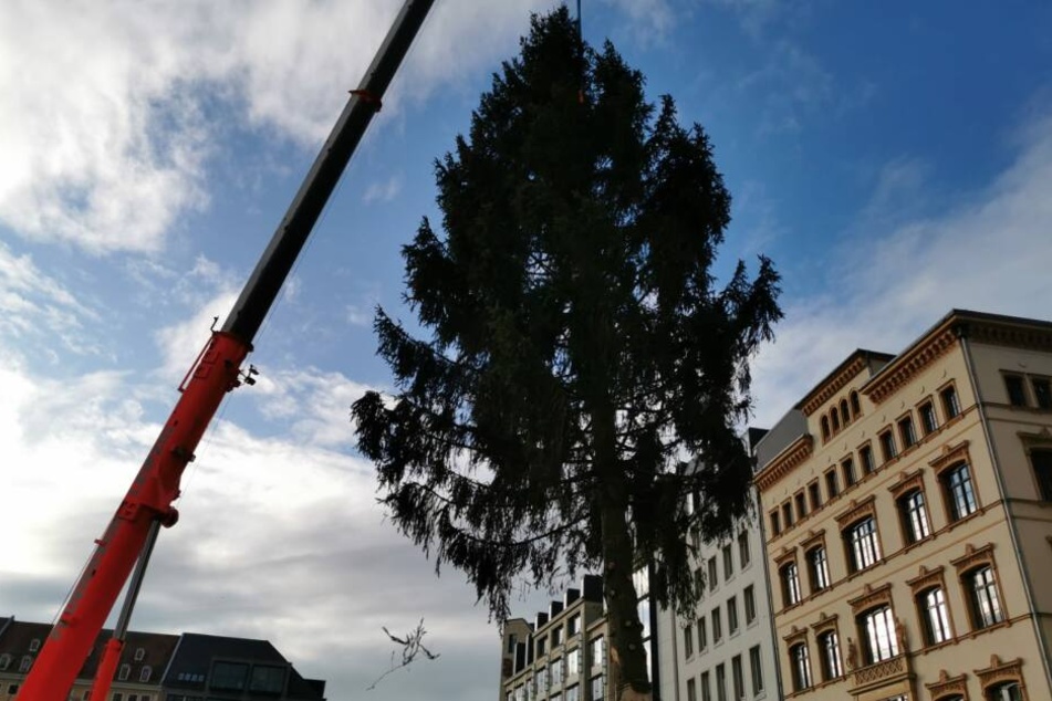 Die Fichte stammt aus Buchwald im Vogtland und soll etwa 24 bis 25 Meter hoch sein.