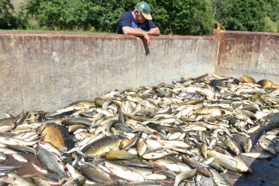 25. August 2015: Ein freiwilliger Helfer betrachtet bei Elpershofen tote Fische in einem Container. Die Tiere waren nach den Löscharbeiten verendet.
