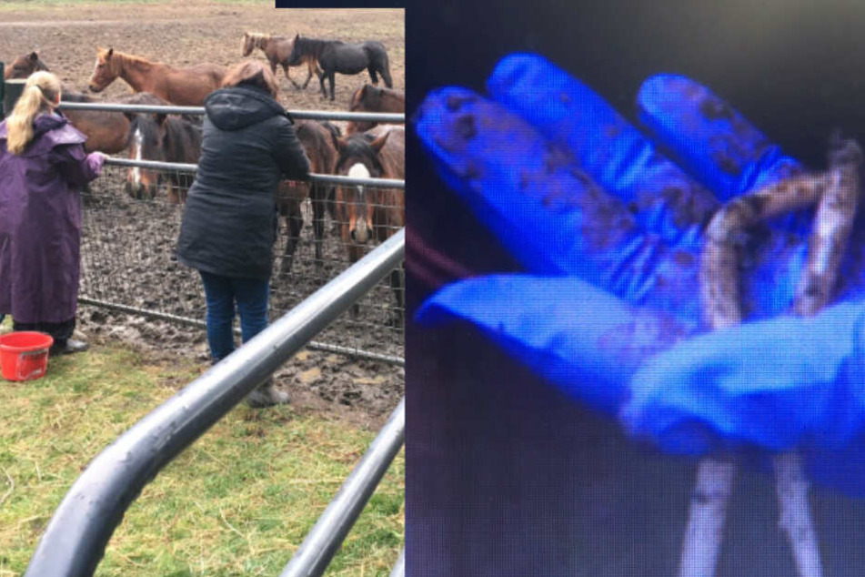 In den Därmen und Exkrementen der Pferde wurden Parasiten entdeckt.