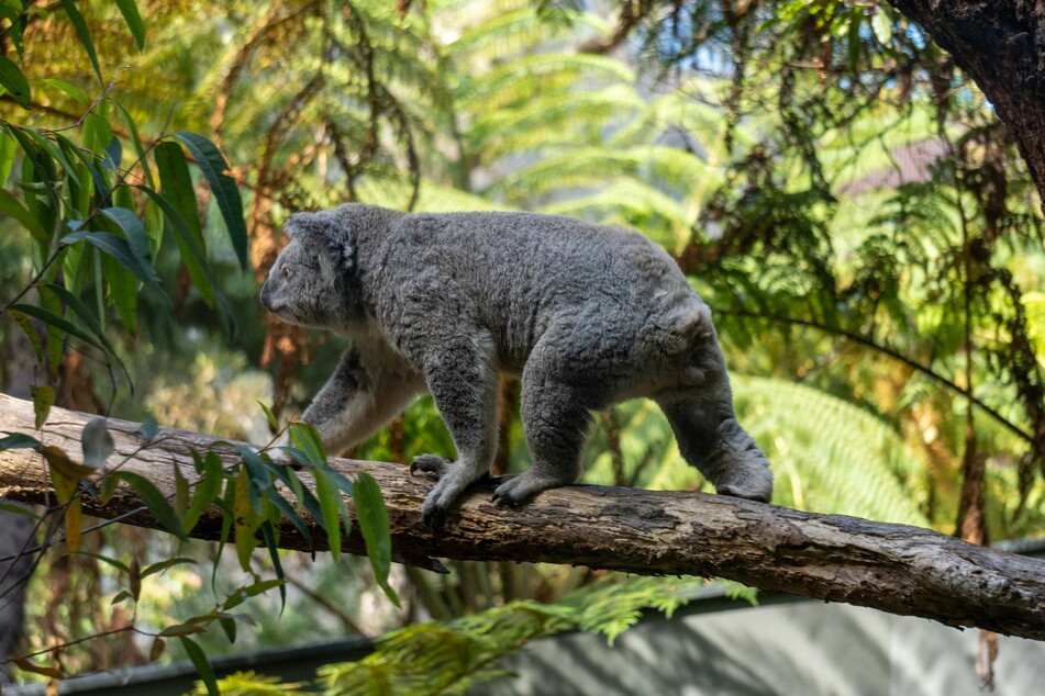 Koala cuddling is still legal across most of Australia.