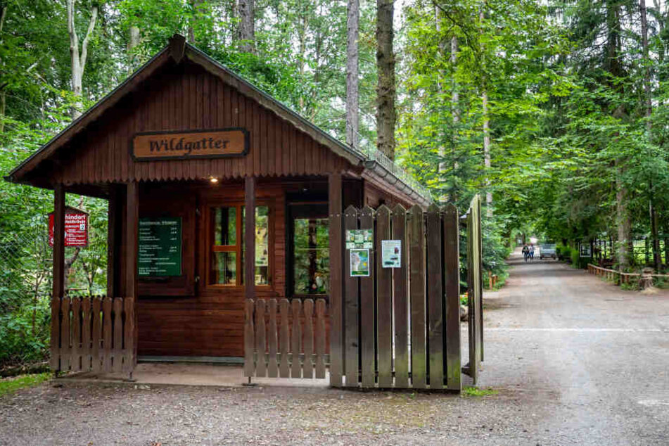 Der Eingang des Wildgatters in Oberabenstein. Im Oktober soll die Neugestaltung der Wildkatzenanlage fertig sein.