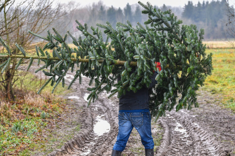 Einen Weihnachtsbaum selbst schlagen, das geht am Samstag im Rabensteiner Wald.