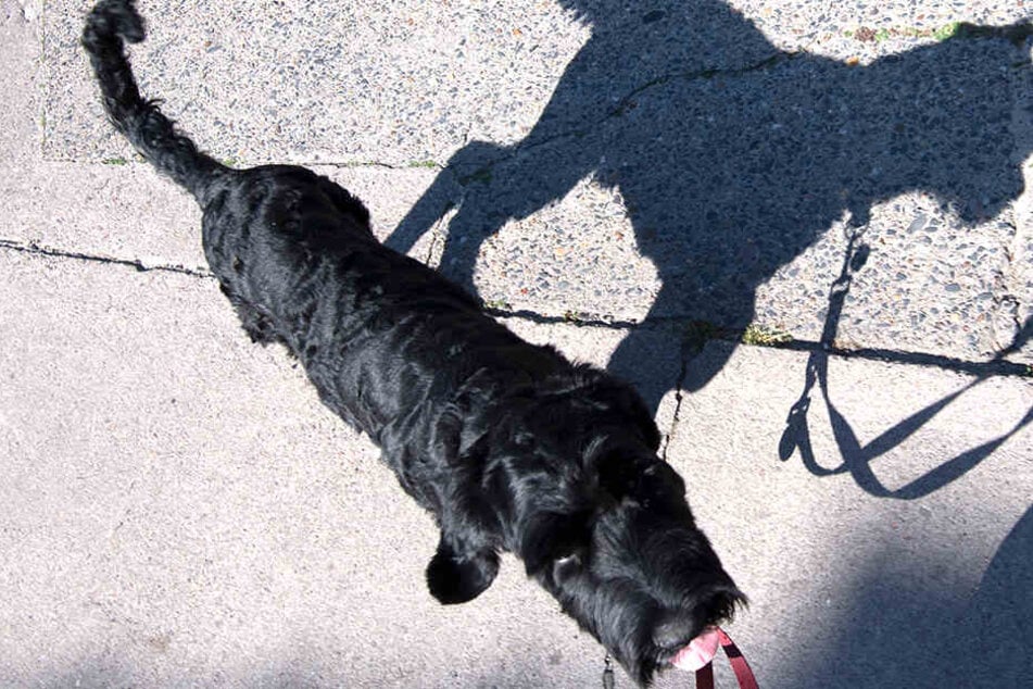 Als der 29-Jährige eine Frau mit Hund traf, entblößte er sich (Symbolbild).