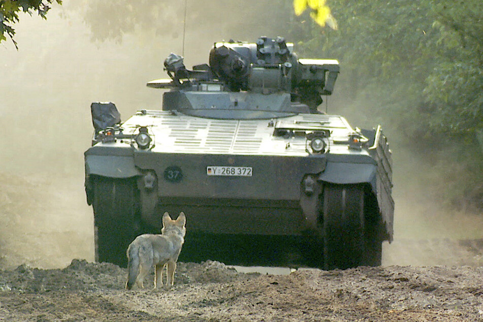 Besonders in der Lausitz breiten sich Wolfsrudel aus.