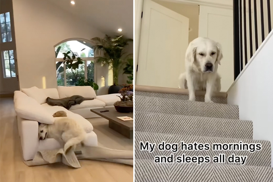 Sleepy dog snoozes then shocks owners with zipping case of zoomies