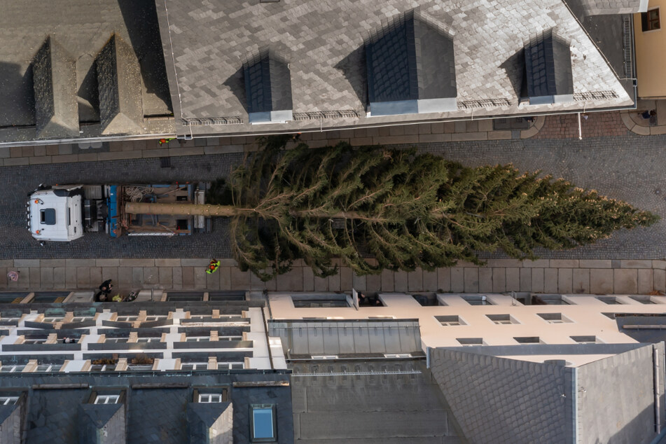 Der diesjährige Weihnachtsbaum misst 24 Meter.