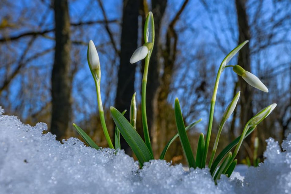 Kommt jetzt der Frühling? So wird das Wetter in den nächsten Tagen