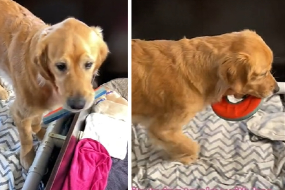 Hundemama trägt Spielzeug zu ihren Welpen, doch die Sache hat einen Haken