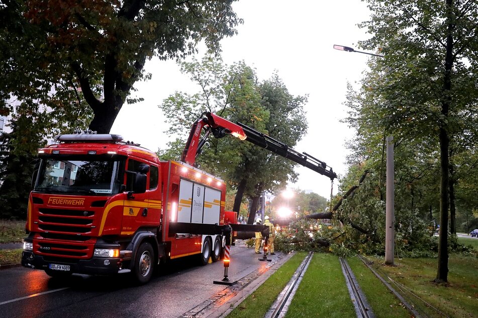 Auch die Straßenbahngleise sind von dem umgestürzten Baum betroffen.