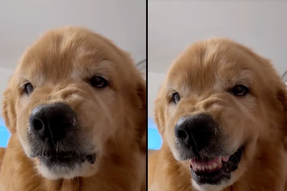 Kiedy jego właścicielka chciała go odebrać, czworonóg wystawił zęby.