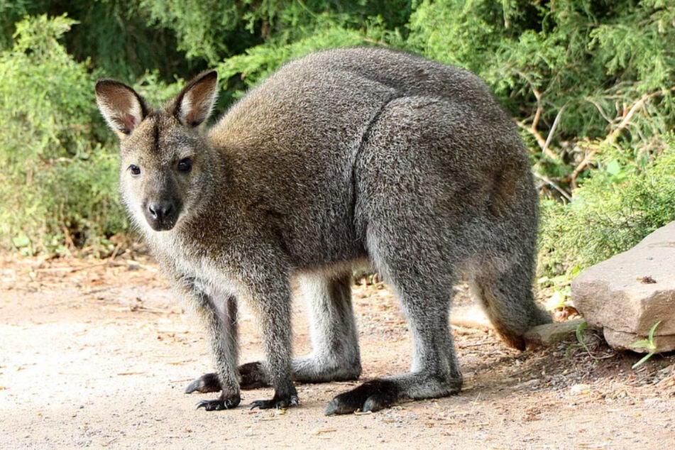 Im Zoo Leipzig ist weiterhin Warten angesagt. (Archivbild)