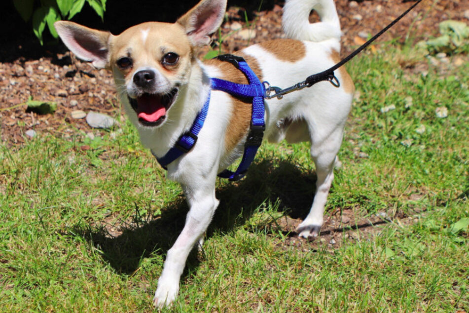 Chihuahua Mischling Chico.