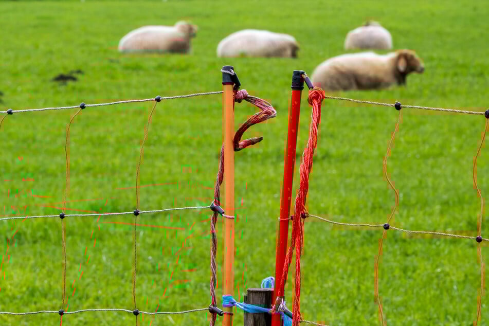 Dziwny kradzież: zniknęło 65 ciężarnych owiec