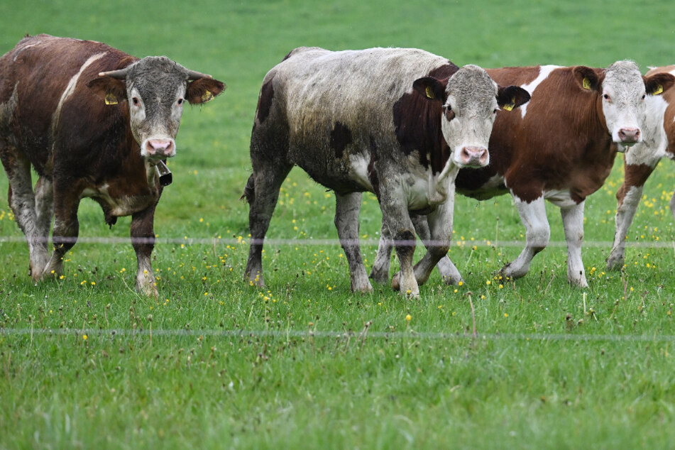 Knapp drei Prozent weniger Rinder wurden im vergangenen Jahr in NRW geschlachtet.