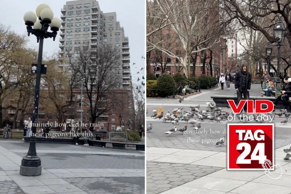 viral videos: Viral Video of the Day for March 3, 2024: New Yorker shows off dozens of trained pigeons!