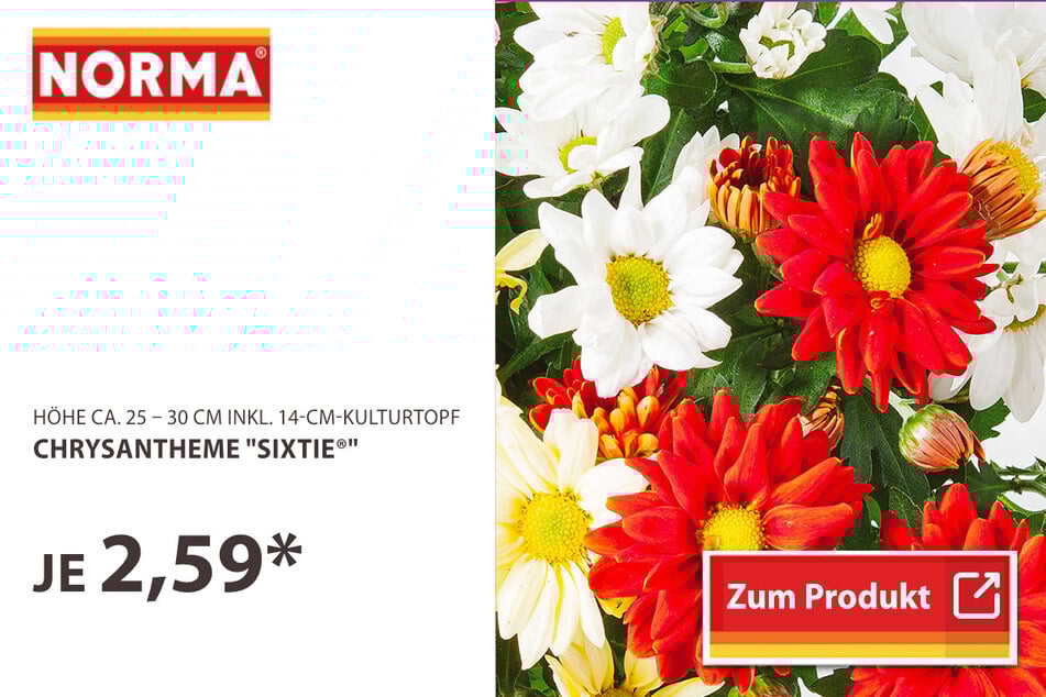 Chrysanthemen "Sixtie"
