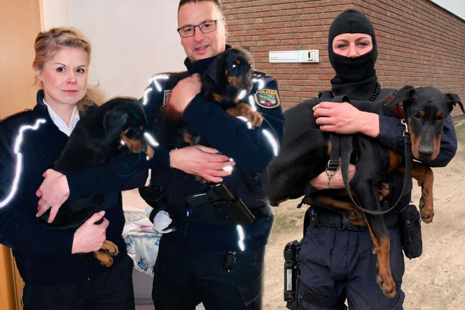 Grausame Tierqualerei Polizei Befreit Verstummelte Dobermanner Tag24