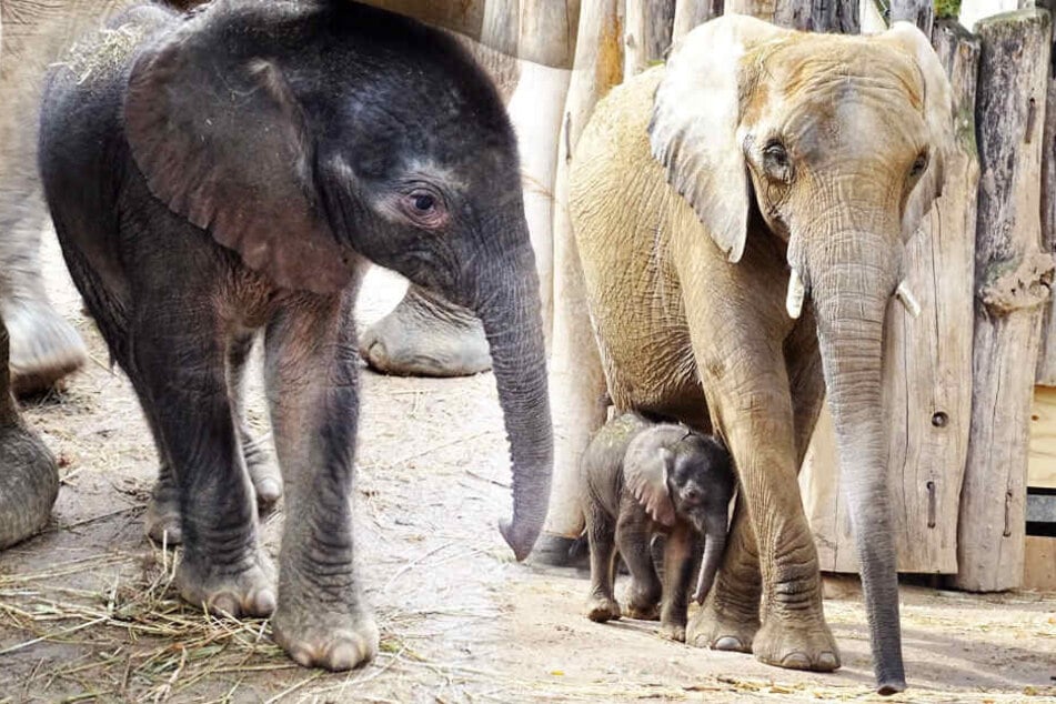 Das neugeborene Elefantenmädchen traute sich zum ersten Mal in die Außenanlage - immer gut beschützt von Mama "Tana".
