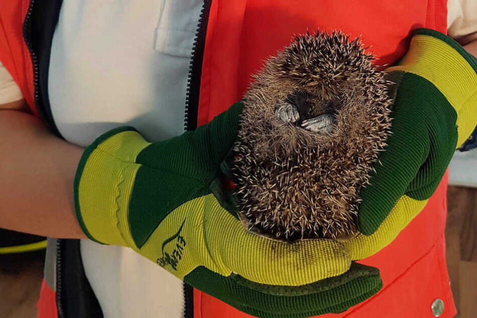 Der Igel "Picasso" in den Händen einer Helferin der Tierrettung München.