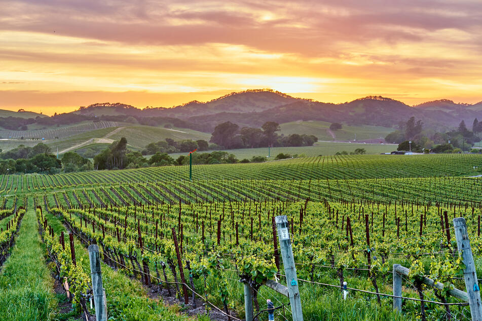 Murphy-Goode Winery has posted a one-year position with its team in Sonoma. The chosen one will get to live on the vineyard rent-free! (stock image)
