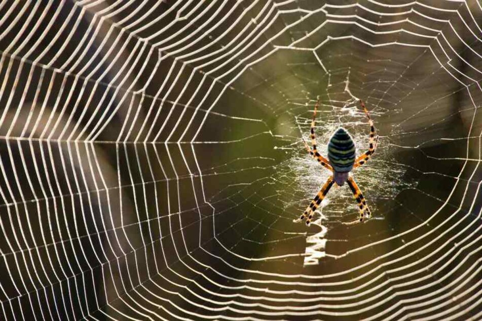 Zunächst war nicht klar, ob es sich um gefährliche brasilianische Wanderspinnen handelt. Doch ein Experte gab Entwarnung. (Symbolbild)