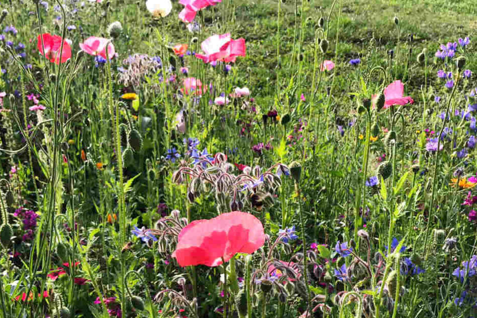 Sind solche bunten Blumen-Landschaften, wie hier im Clara-Zetkin-Park bald Geschichte wegen der anhaltenden Hitze?