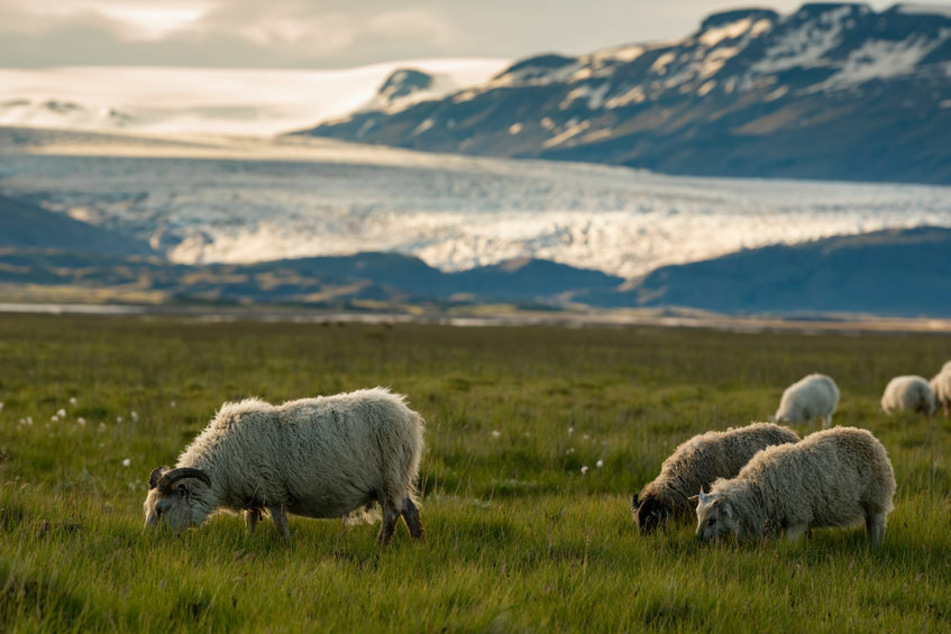 Die "Zwei-Schafe-Regel" soll die Menschen in Island an den Abstand erinnern.