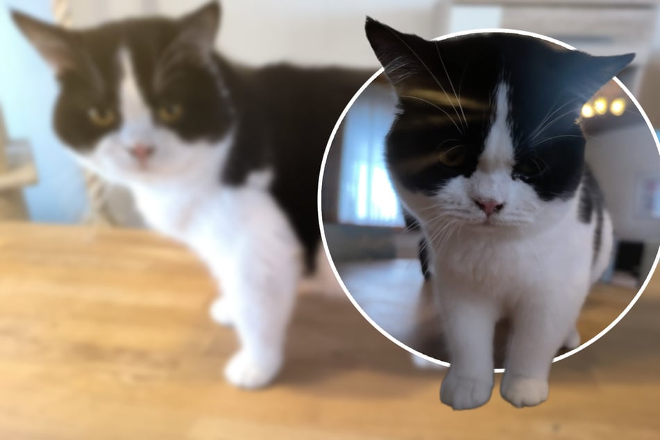 Stitch leidet sein Leben lang: Darum hat der süße Kater ein so schweres Schicksal