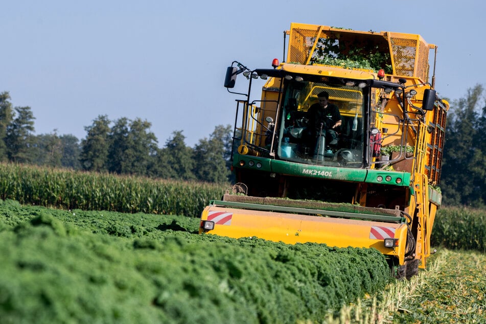 Weil die Erntemaschine bei der Reinigung nicht abgeschaltet war, wurde der 50-Jährige schwer verletzt. (Symbolbild)