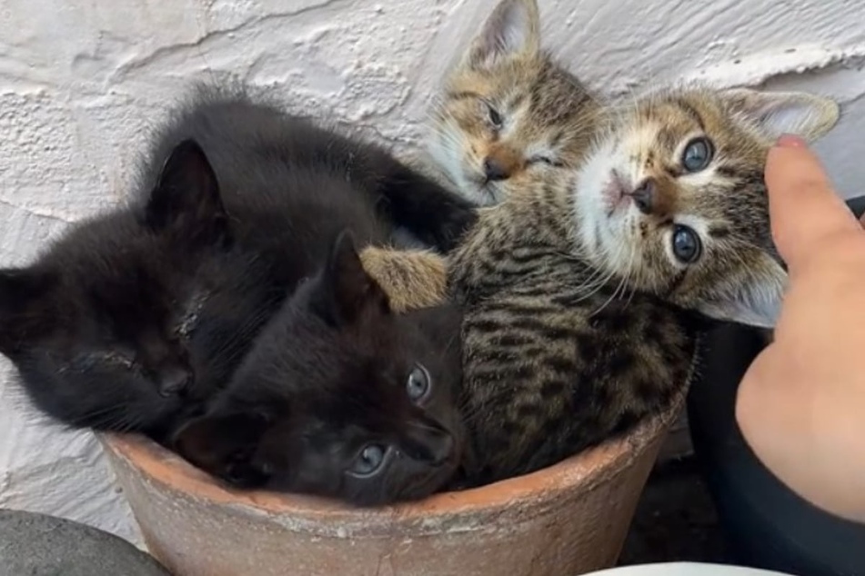 Woman finds abandoned kittens in the most unlikely place!