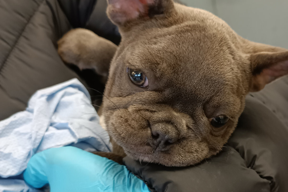 Illegaler Tiertransport: Polizei rettet vier Baby-Hunde an der A6