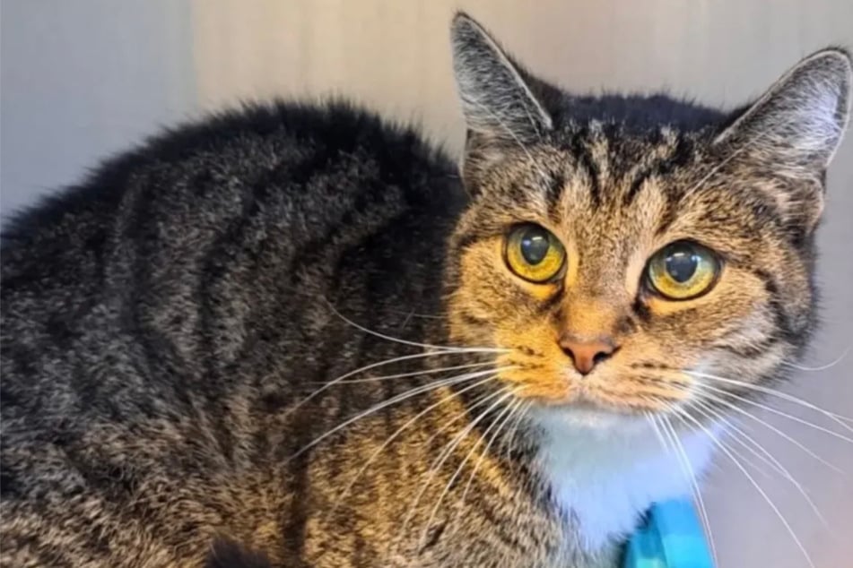 Sie wurde adoptiert und von den Besitzern angegriffen: Schafft Püppi den Neustart?