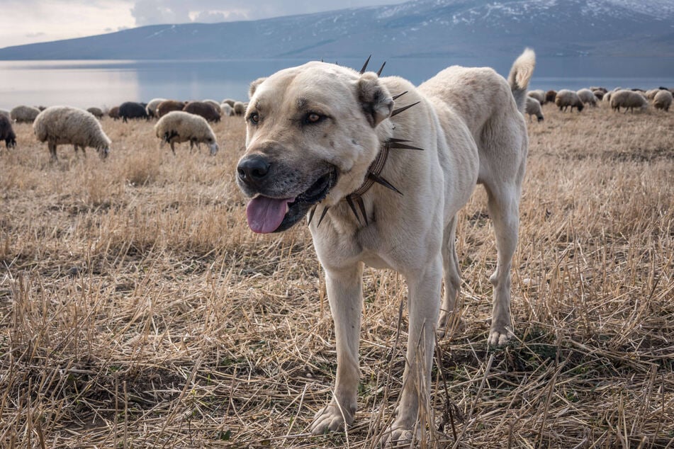 Kangal shepherd dogs have the strongest jaws in the business.