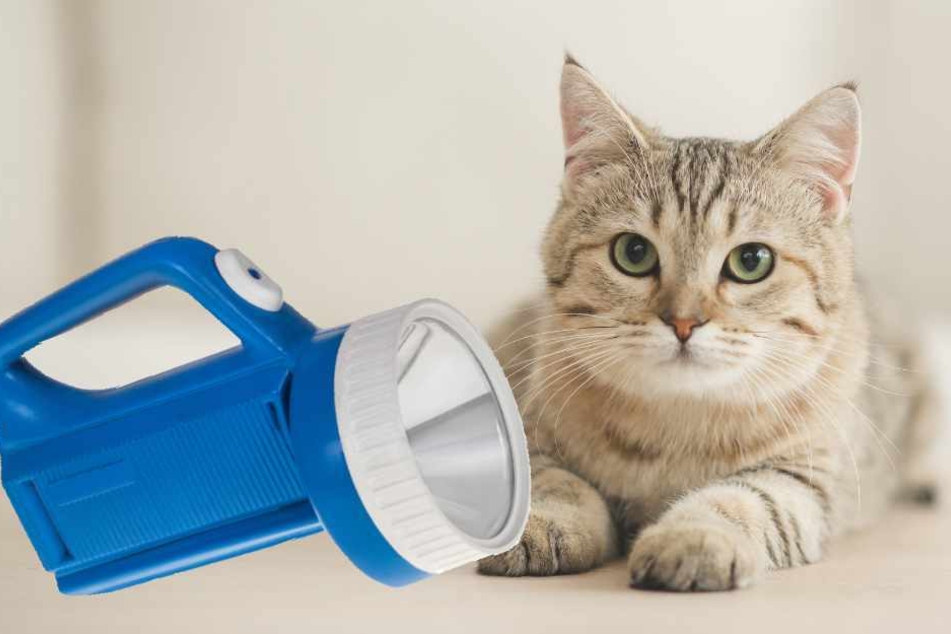 Die Katze hatte an der Campinglampe die SOS-Funktion betätigt.