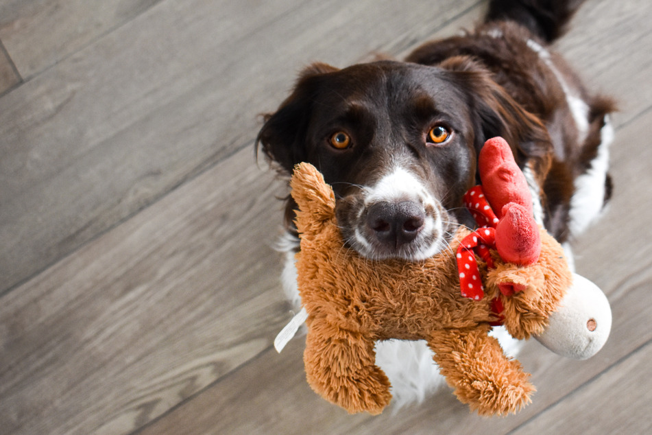 When it's cold outside, you might want a few indoor games to play with your dog.