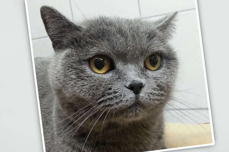 Katze Lola war im Tierheim gelandet, nachdem ihre Besitzer die Kosten für eine Operation nicht tragen konnten.