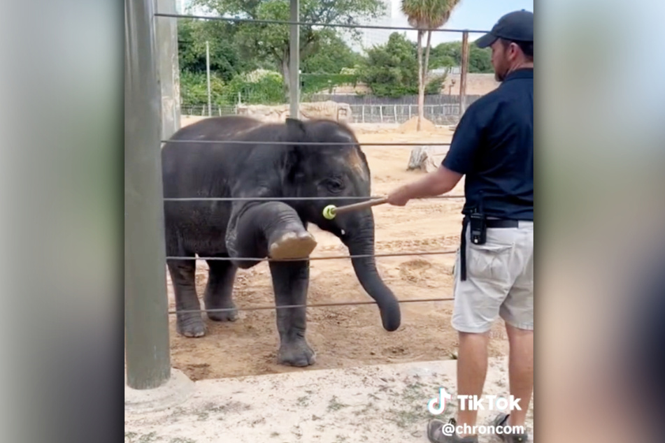 If the elephants do their yoga, they get rewarded with bread or fruit.