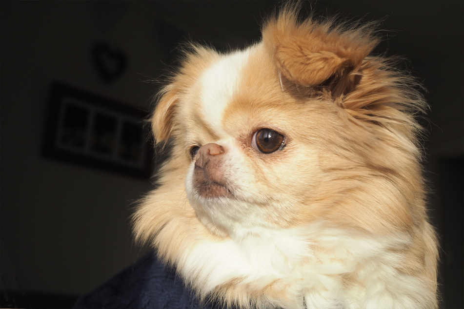Japanese chins are similar to chihuahuas – but cuter!