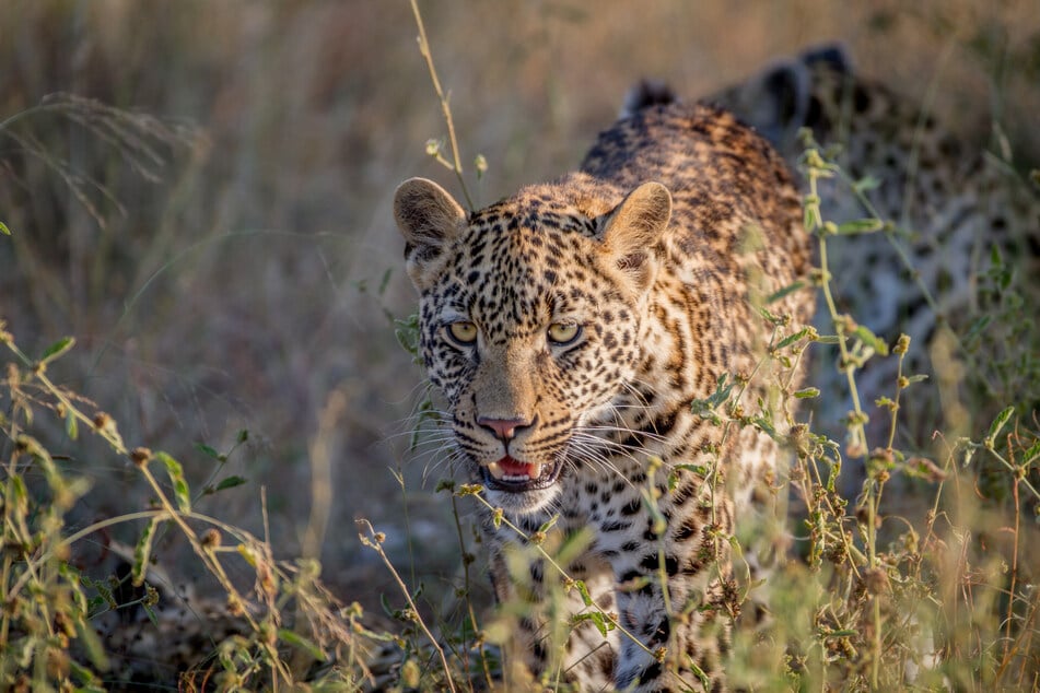 Das Mädchen hatte gegen den Leoparden keine Chance. (Symbolbild)