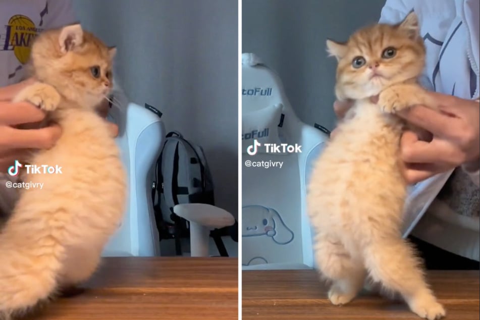 This little orange cat's owner makes it dance to the delight of millions.