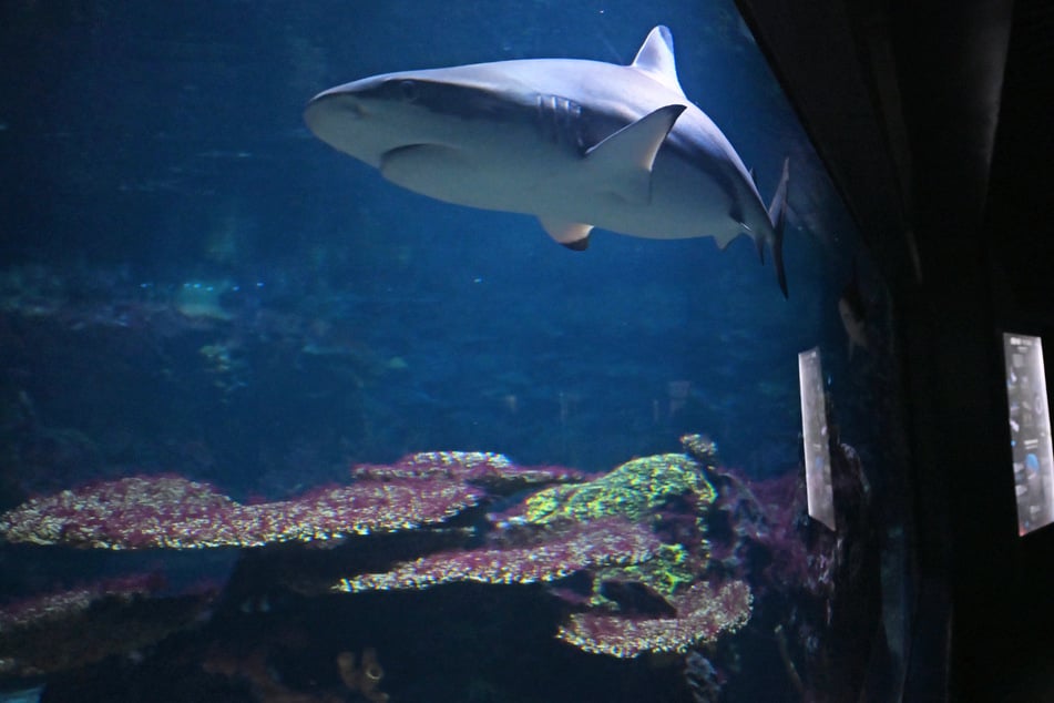 Berlin: Haihaut und die giftigste Schlange der Welt: Berliner Aquarium fertig saniert