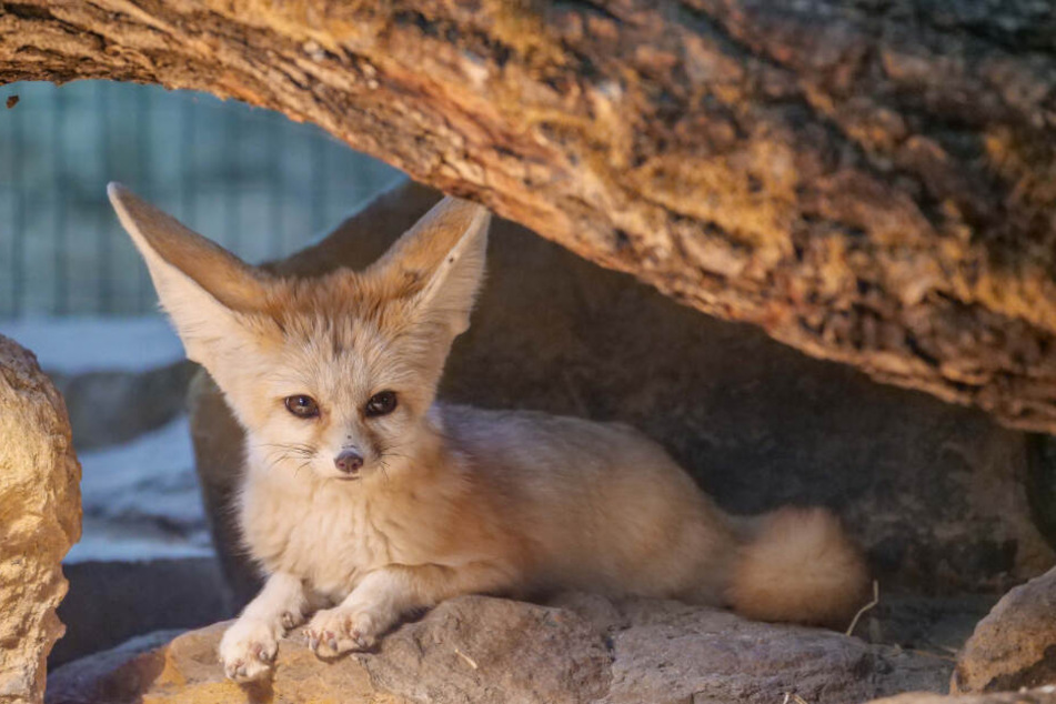 Erst am Donnerstag hat die Wilhelma bekanntgegeben, dass im Giraffenhaus zwei neue Fenneks zu bestaunen sind.